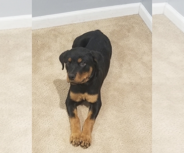 Medium Photo #4 Rottweiler Puppy For Sale in COTTLEVILLE, MO, USA
