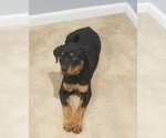 Small Photo #4 Rottweiler Puppy For Sale in COTTLEVILLE, MO, USA