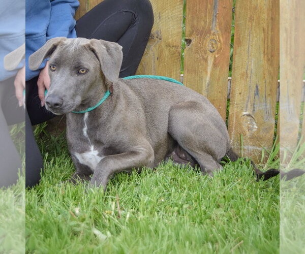 Medium Photo #6 Unknown-Weimaraner Mix Puppy For Sale in Huntley, IL, USA