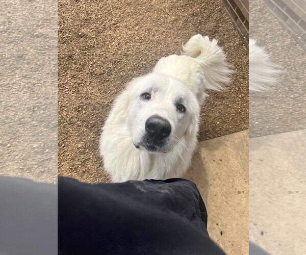 Medium Photo #3 Great Pyrenees Puppy For Sale in Columbus, IN, USA