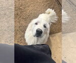 Small Photo #3 Great Pyrenees Puppy For Sale in Columbus, IN, USA