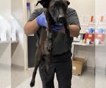 Small #1 Labrador Retriever Mix