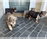 Small Photo #5 Bulldog Puppy For Sale in CORONA, CA, USA