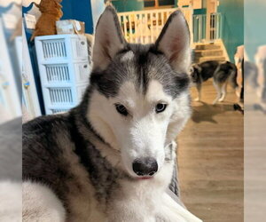 Siberian Husky Dogs for adoption in Omaha, NE, USA