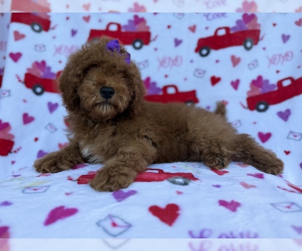 Medium Photo #6 Cock-A-Poo Puppy For Sale in LAKELAND, FL, USA