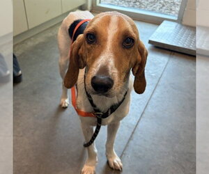 Treeing Walker Coonhound Dogs for adoption in Tavares, FL, USA