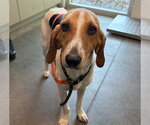 Small Treeing Walker Coonhound