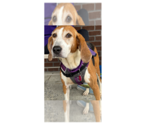 Coonhound Dogs for adoption in Greenbelt, MD, USA