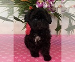 Image preview for Ad Listing. Nickname: Jazz