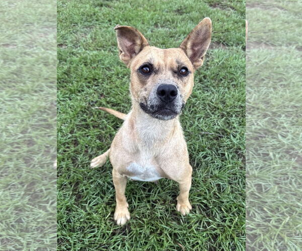 Medium Photo #2 Mutt Puppy For Sale in Eastman, GA, USA