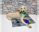 Small Photo #6 Labradoodle Puppy For Sale in Kennesaw, GA, USA