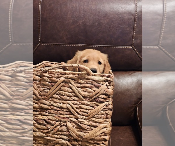 Medium Photo #2 Golden Retriever Puppy For Sale in VERONA, MO, USA