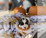 Small #2 English Springer Spaniel
