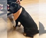 BEAufort - Female Labrador Retriever-Unknown Mix Dog for Adoption - Small photo