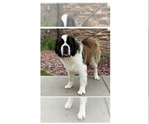Father of the Great Pyrenees-Saint Bernard Mix puppies born on 11/05/2022