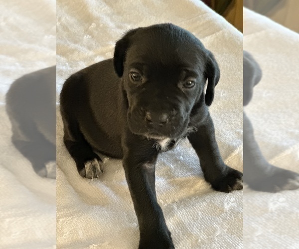Medium Photo #2 Cane Corso Puppy For Sale in ANDERSON, IN, USA