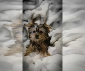 Yorkshire Terrier Puppy for sale in LEBANON, OR, USA