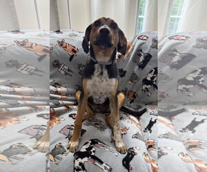 Ruby - Female Beagle-Unknown Mix Dog for Adoption - Photo #5