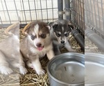 Small #4 Siberian Husky