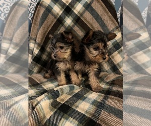 Yorkshire Terrier Puppy for sale in MEDINA, TN, USA