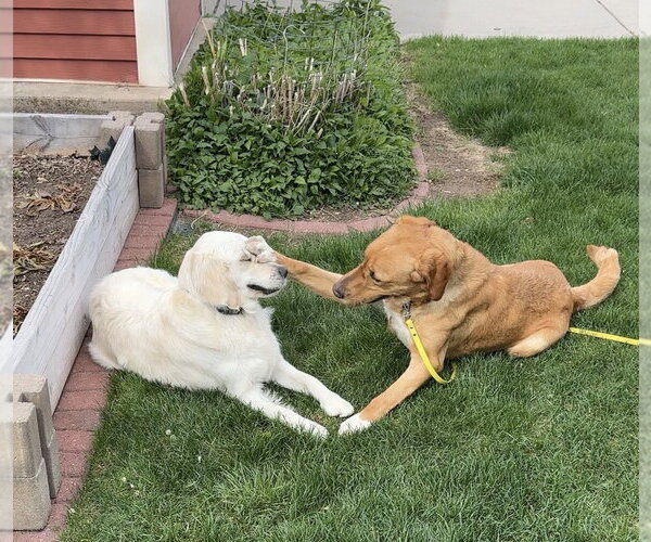 Medium Photo #5 Labrador Retriever Puppy For Sale in Sandy, UT, USA