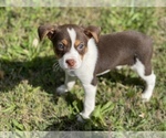 Small Photo #11 Shepradors Puppy For Sale in DETROIT, MI, USA