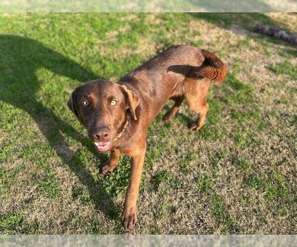 Medium Photo #2 Labrador Retriever-Unknown Mix Puppy For Sale in Clovis, CA, USA
