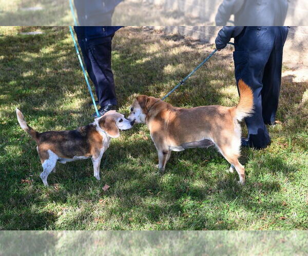 Medium Photo #3 Labrador Retriever-Unknown Mix Puppy For Sale in Glen Allen, VA, USA