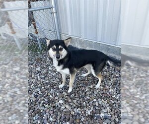 German Shepherd Dog Dogs for adoption in Rosenberg, TX, USA