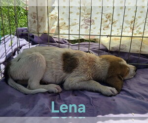Great Pyrenees-Unknown Mix Dogs for adoption in Rustburg, VA, USA