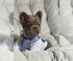 Small #4 French Bulldog