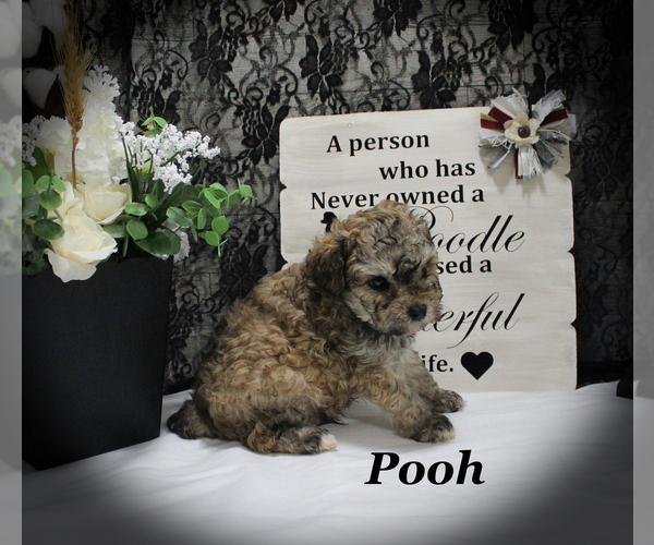 Medium Photo #16 Poodle (Toy) Puppy For Sale in CHANUTE, KS, USA