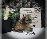 Small #15 Poodle (Toy)