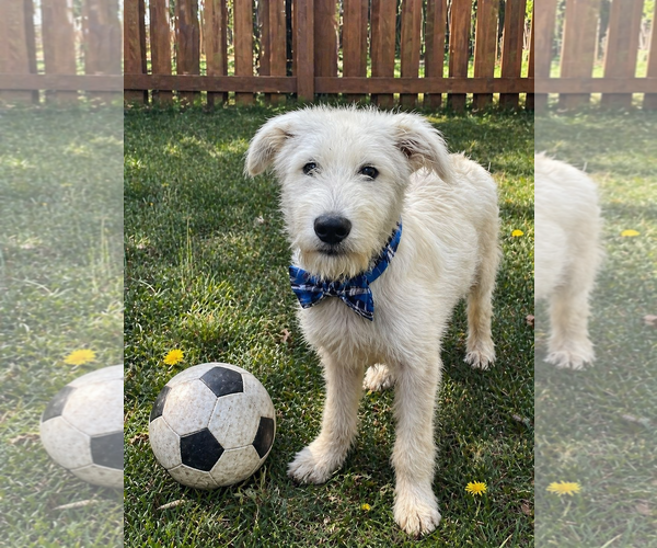Medium Photo #4 Golden Retriever-Unknown Mix Puppy For Sale in Mt. Laurel, NJ, USA