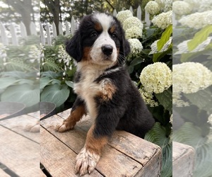 Bernese Mountain Dog Puppy for sale in MIDDLEBURY, IN, USA