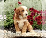 Small #4 Goldendoodle (Miniature)