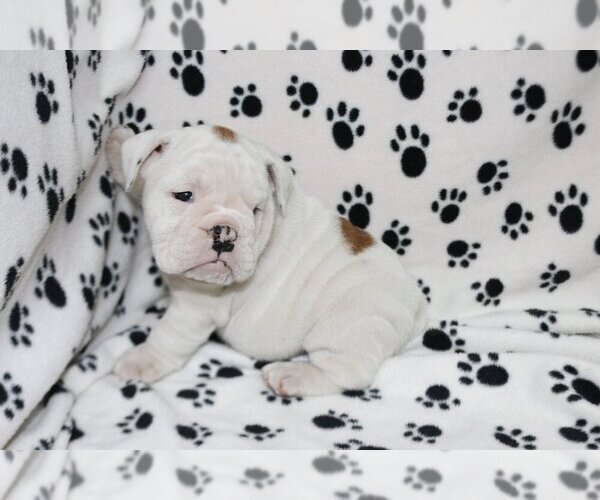Medium Photo #4 English Bulldog Puppy For Sale in AUSTIN, TX, USA