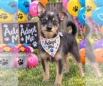Small Photo #2 Mutt Puppy For Sale in Yardley, PA, USA