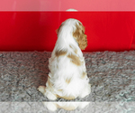 Small Photo #18 Cocker Spaniel Puppy For Sale in NAPPANEE, IN, USA