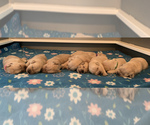 Small Photo #2 Golden Retriever Puppy For Sale in WILM, NC, USA