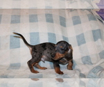 Small #4 Dachshund