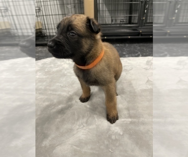 Medium Photo #115 Belgian Malinois Puppy For Sale in REESEVILLE, WI, USA