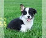 Image preview for Ad Listing. Nickname: Luke