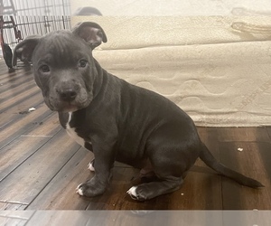 American Bully Puppy for sale in SOUR LAKE, TX, USA