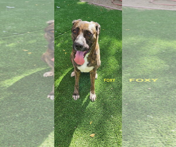 Medium Photo #6 Holland Shepherd-Plott Hound Mix Puppy For Sale in Woodland Hills, CA, USA