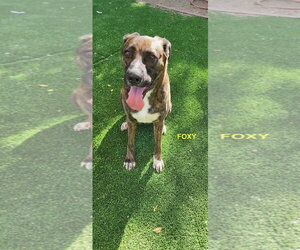 FOXY - Female Holland Shepherd-Plott Hound Mix Dog for Adoption - Photo #6