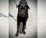 Small American Pit Bull Terrier-Chinese Shar-Pei Mix