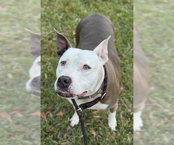 Medium Photo #3 American Staffordshire Terrier Puppy For Sale in Fort Lauderdale, FL, USA
