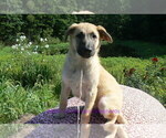 Small #3 German Shepherd Dog