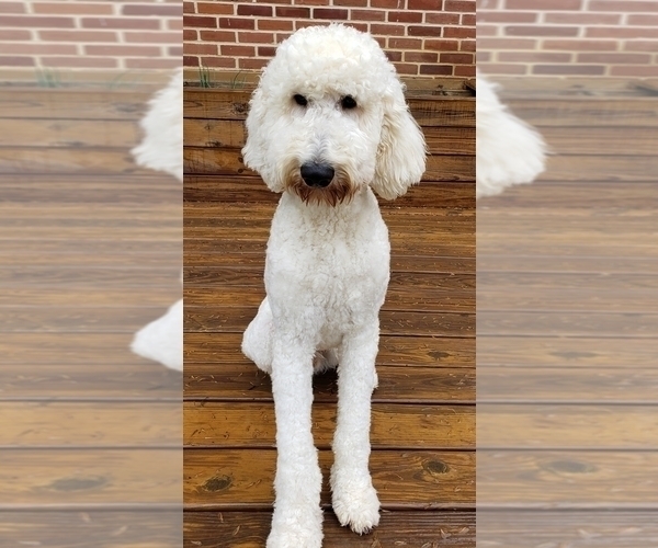 Medium Photo #1 Goldendoodle-Poodle (Standard) Mix Puppy For Sale in YORK, PA, USA